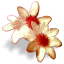 Ikony PNG - Flower 8.png