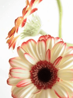 kwiaty - Diff_flowers_changing.gif