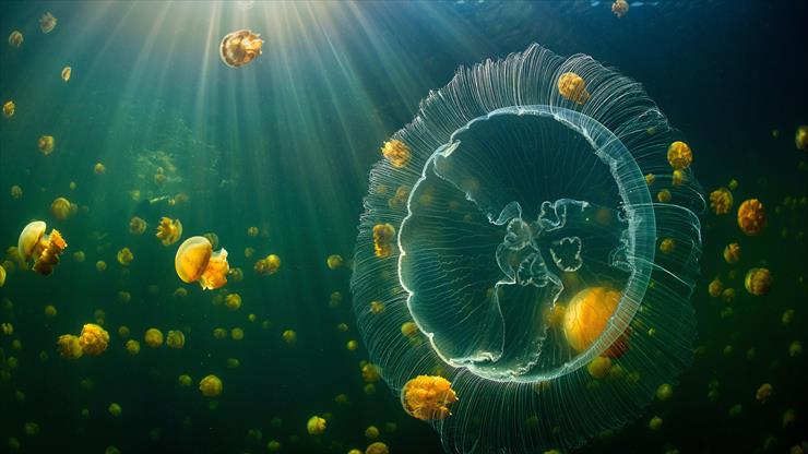 8K - beautiful_yellow_jellyfishes_underwater_with_sunlight_4k_8k_hd_jellyfish-7680x4320.jpg
