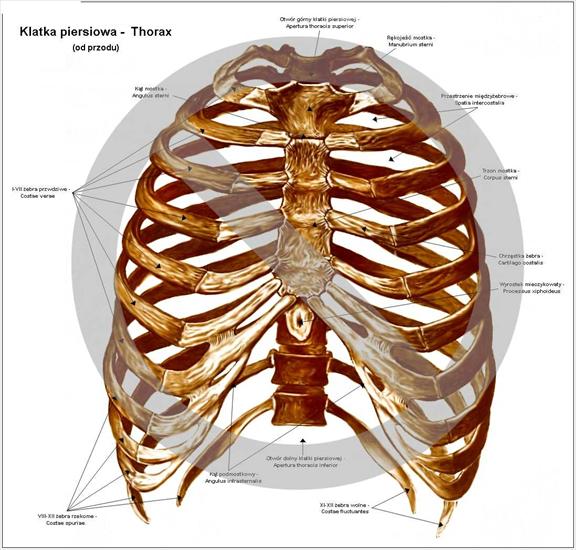 Anatomia - klatka piersiowa.jpg