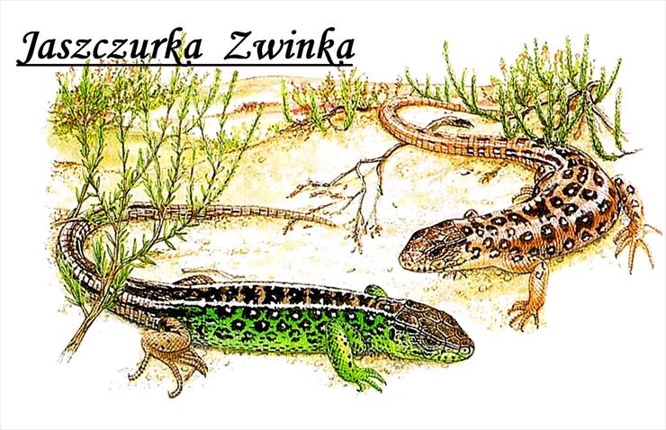 Zwierzęta Polski - obrazki edukacyjne - Jaszczurka Zwinka a1.jpg