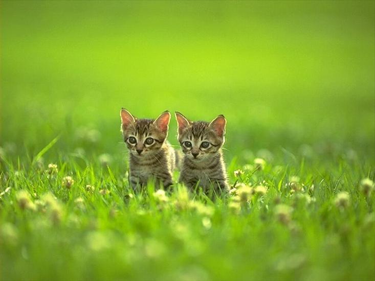 tapety - kotki w trawie.jpg