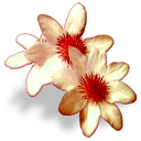 małe - Flower 8.png