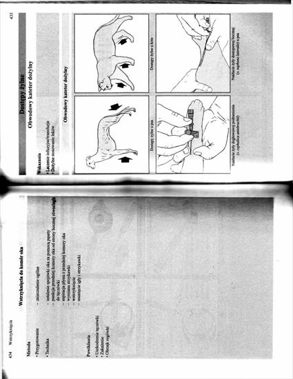 Metody badania i leczenia psów i kotów, memovet - IMG_0223.jpg