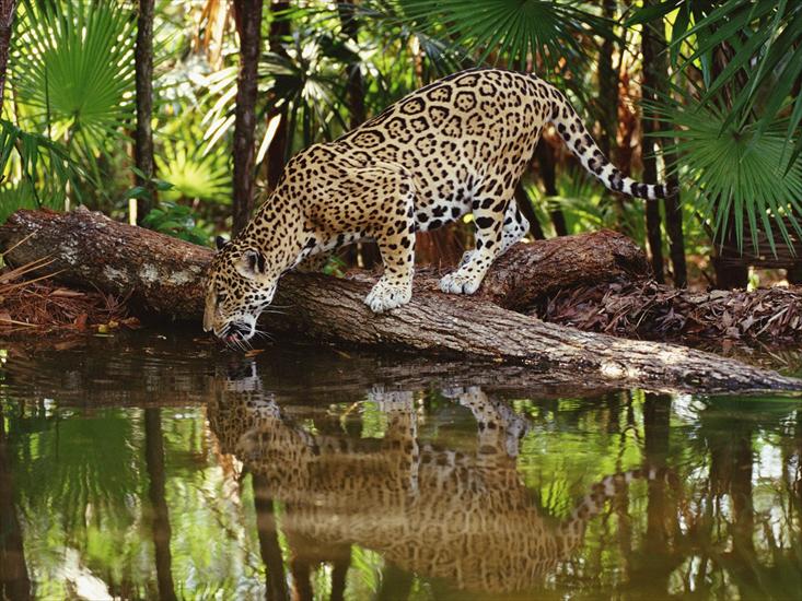 Duże koty cordi01 - _Thirsty Jaguar, Belize.jpg